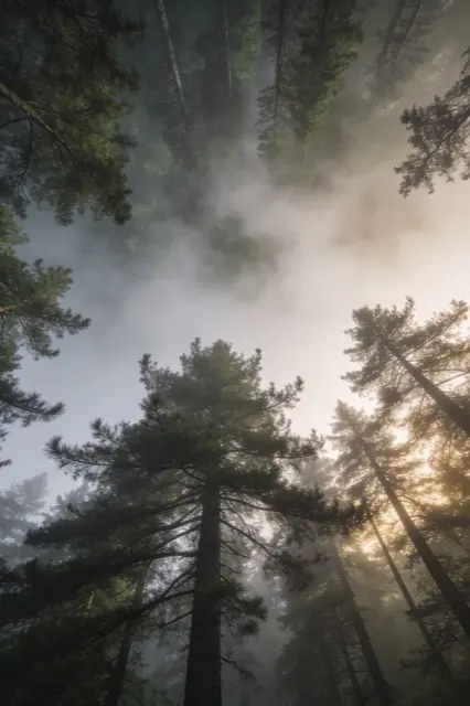 Pines and fog, down the whole lock screen